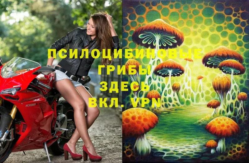 магазин продажи   OMG как зайти  Галлюциногенные грибы Magic Shrooms  Железногорск 